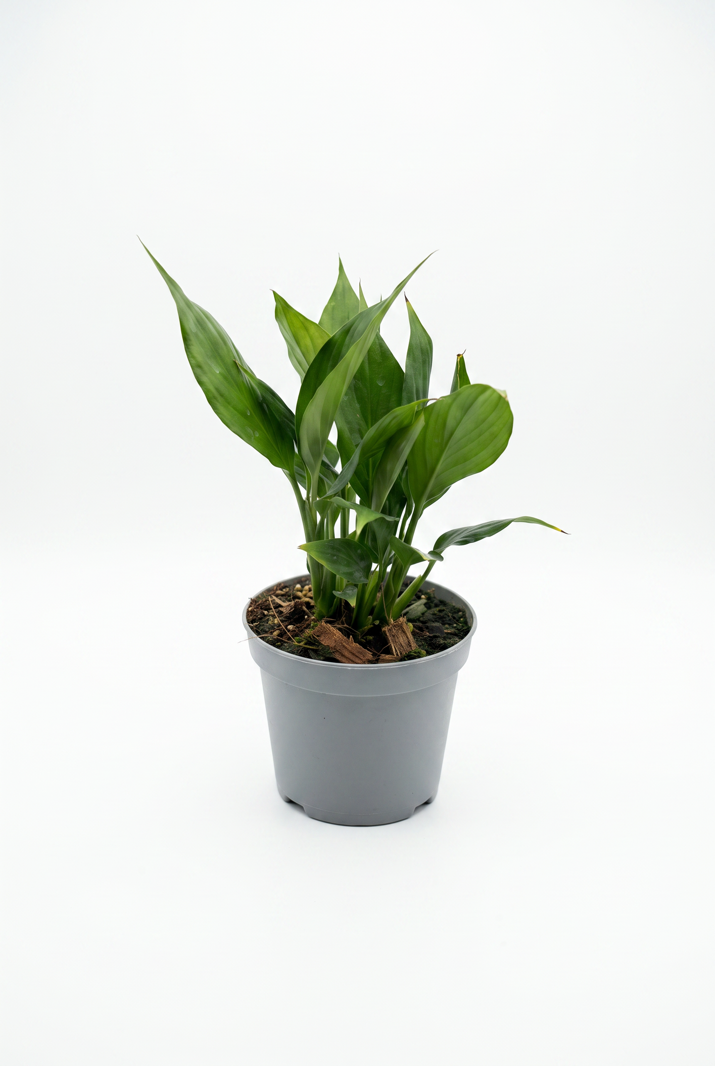 Spathiophyllum, Fredskalla, 12 cm