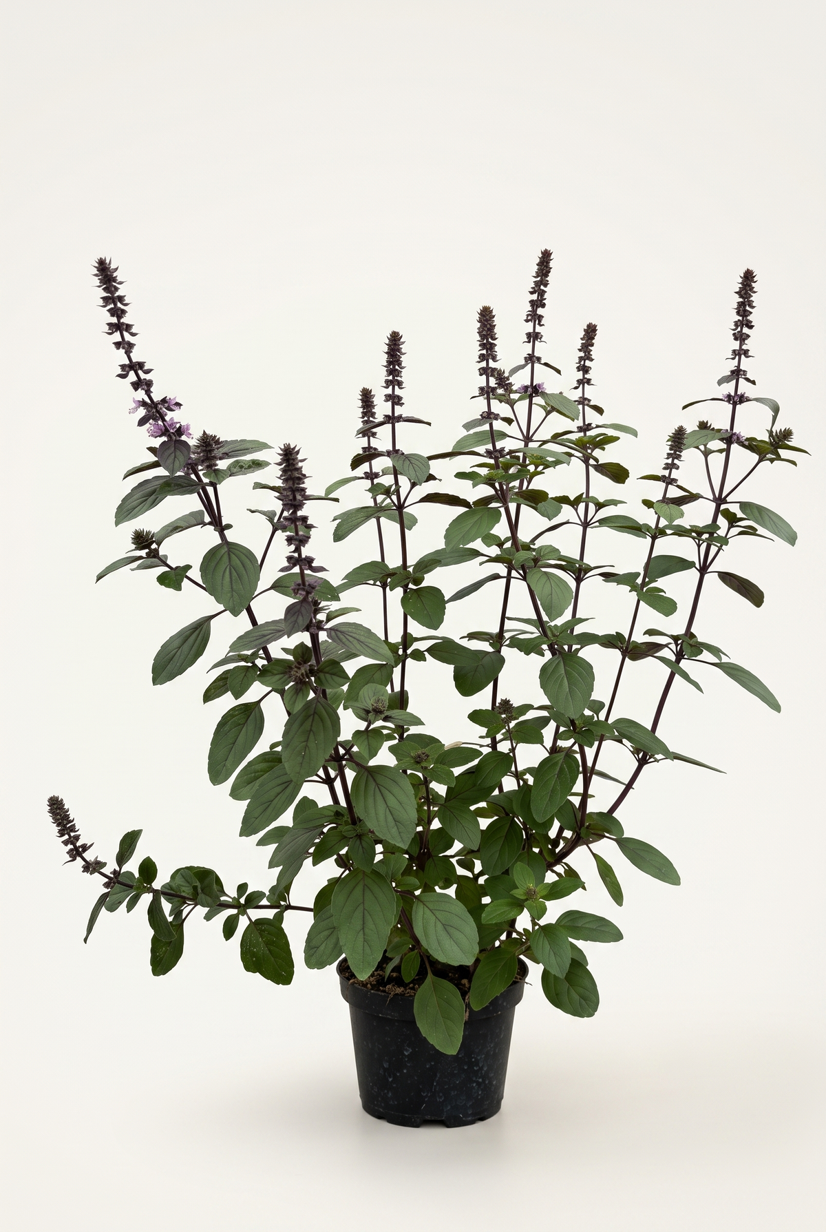 Prydnadsbasilika Ocimum Magic 12 cm Fjärils