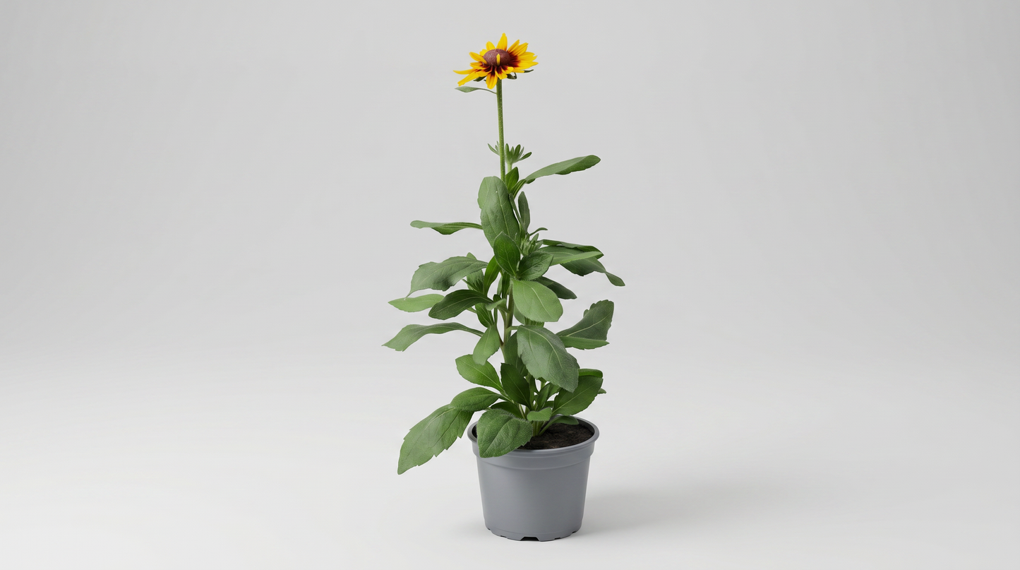 Rudbeckia mix 18 cm, 6 i brätte 24 på hylla