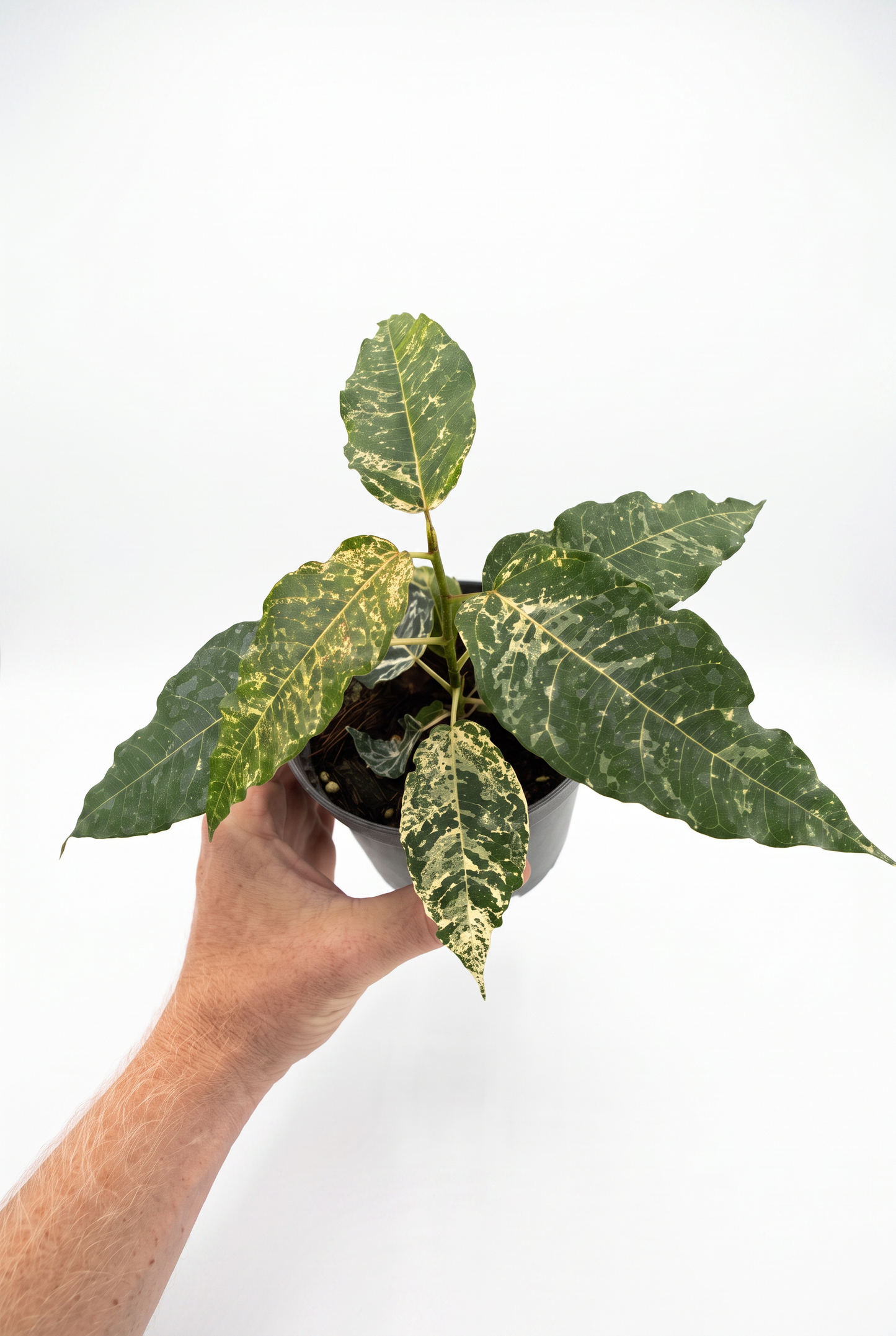 Ficus Snowstorm 12 cm, 8 i brätte, 5 lådor på hylla.