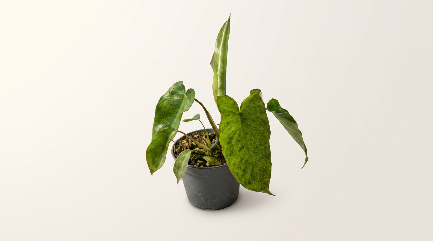 Philodendron Paraiso Verde i 12 cm kruka