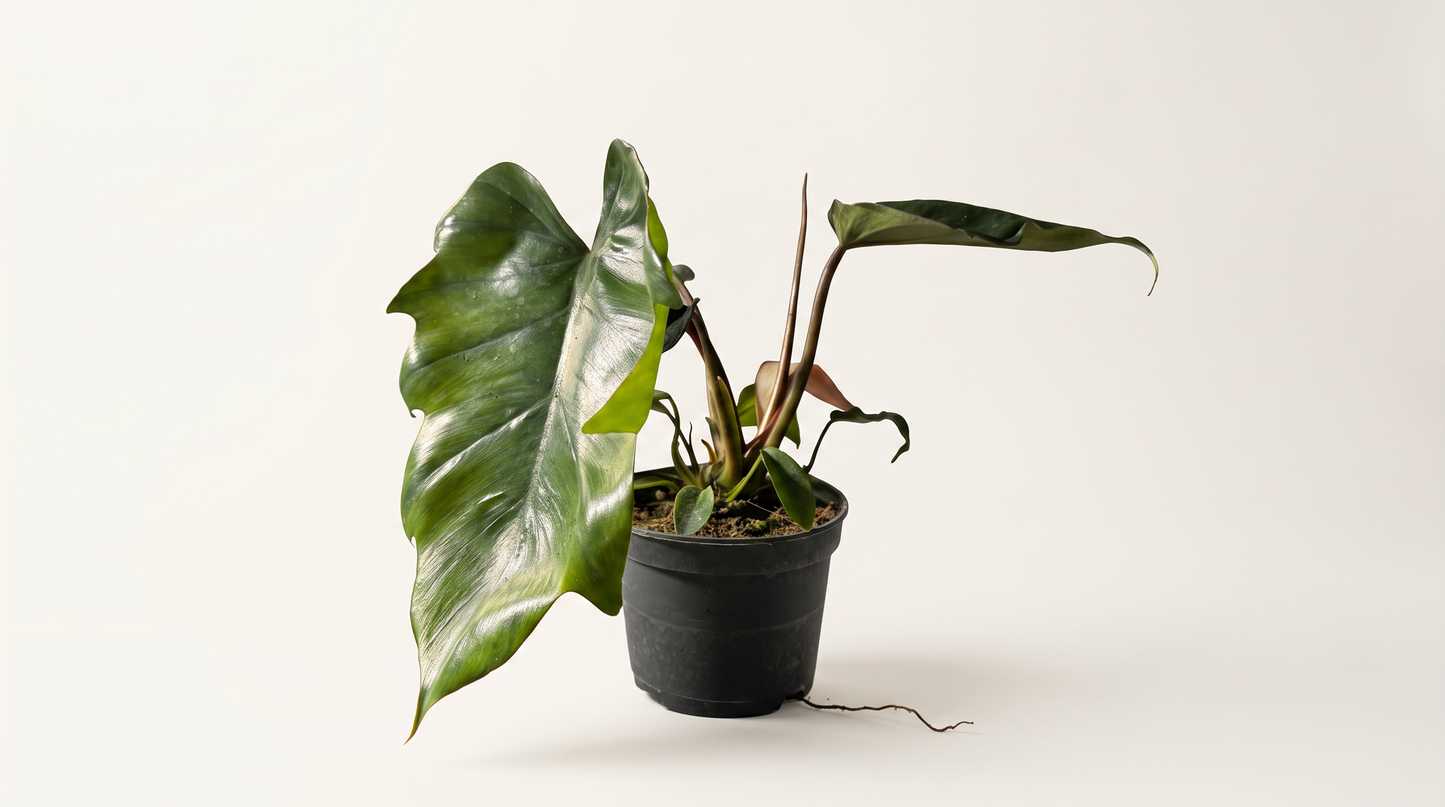Philodendron mayoi i 12 cm kruka