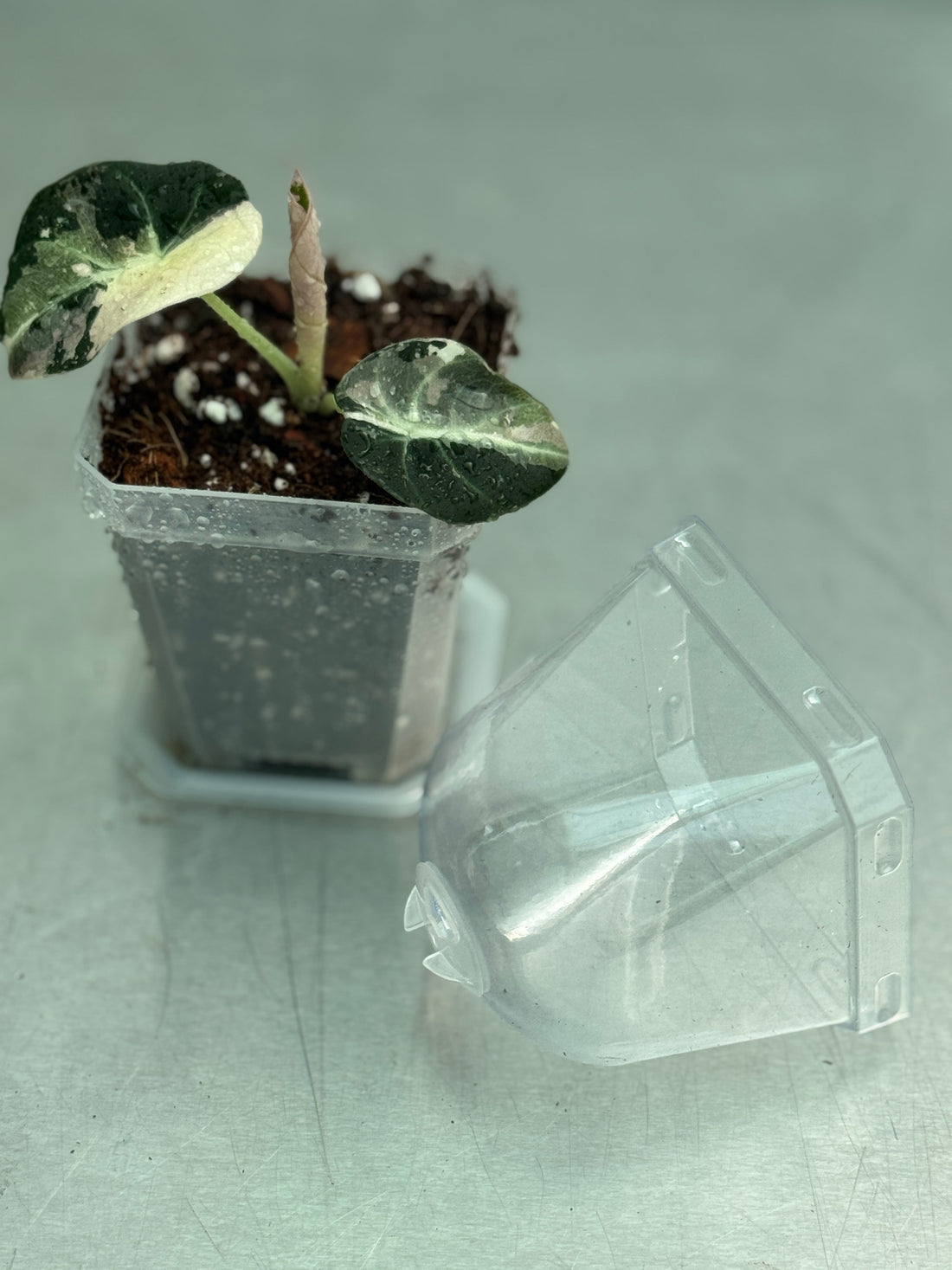 Transparent kruka med kupol