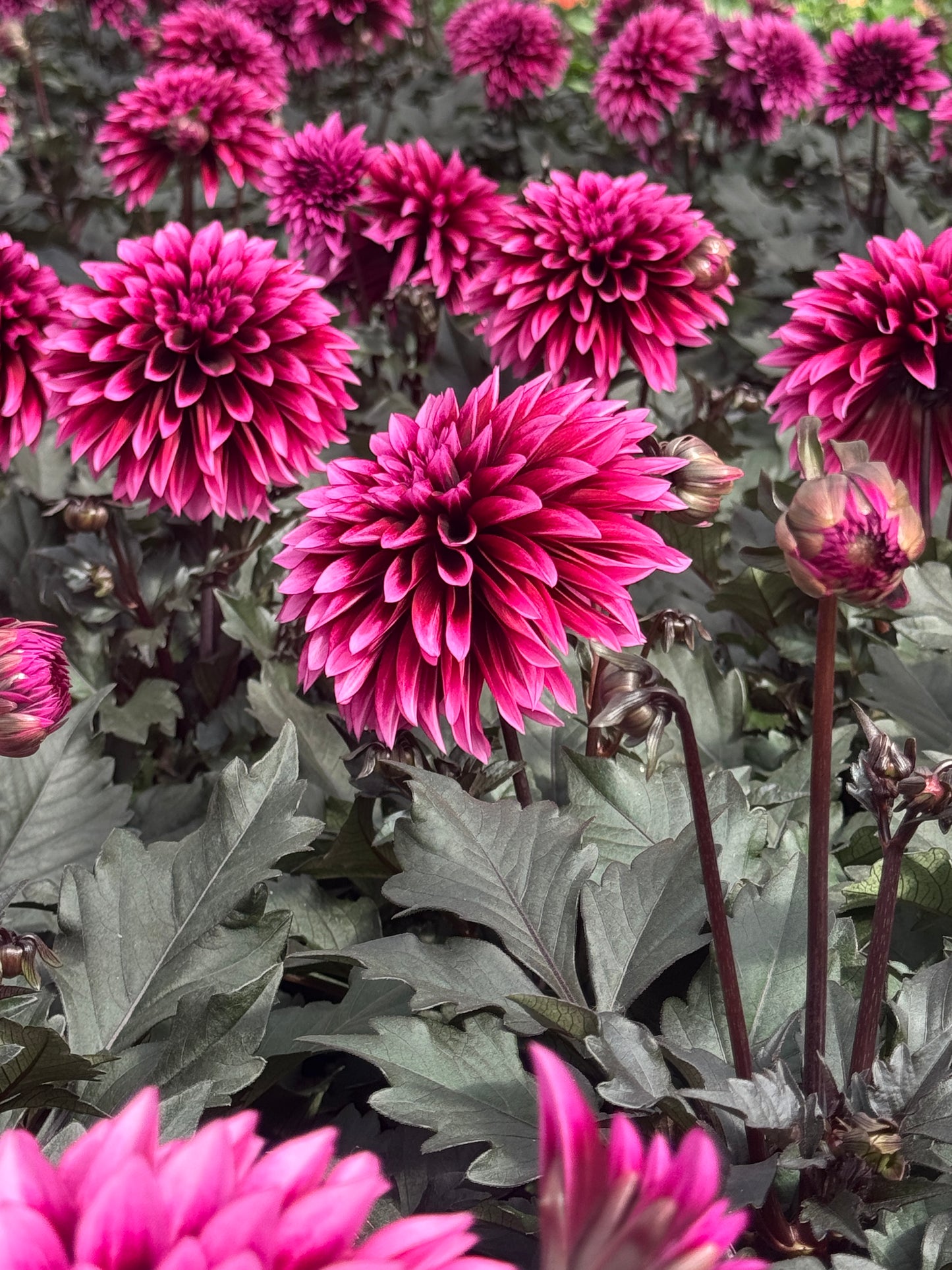 Dahlia Velvet Crush 18 cm