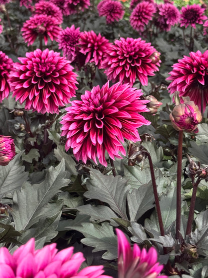 Dahlia Velvet Crush 18 cm