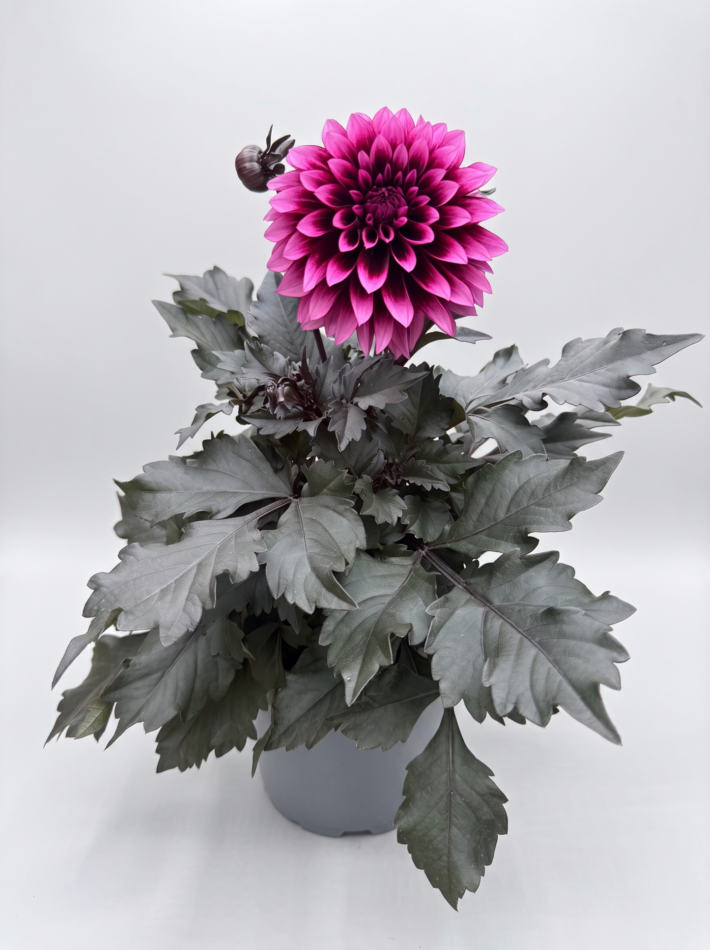 Dahlia Velvet Crush 18 cm