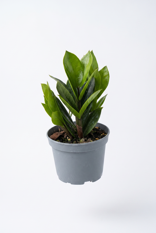 Zamioculcas, Garderobsblomma - 12 cm