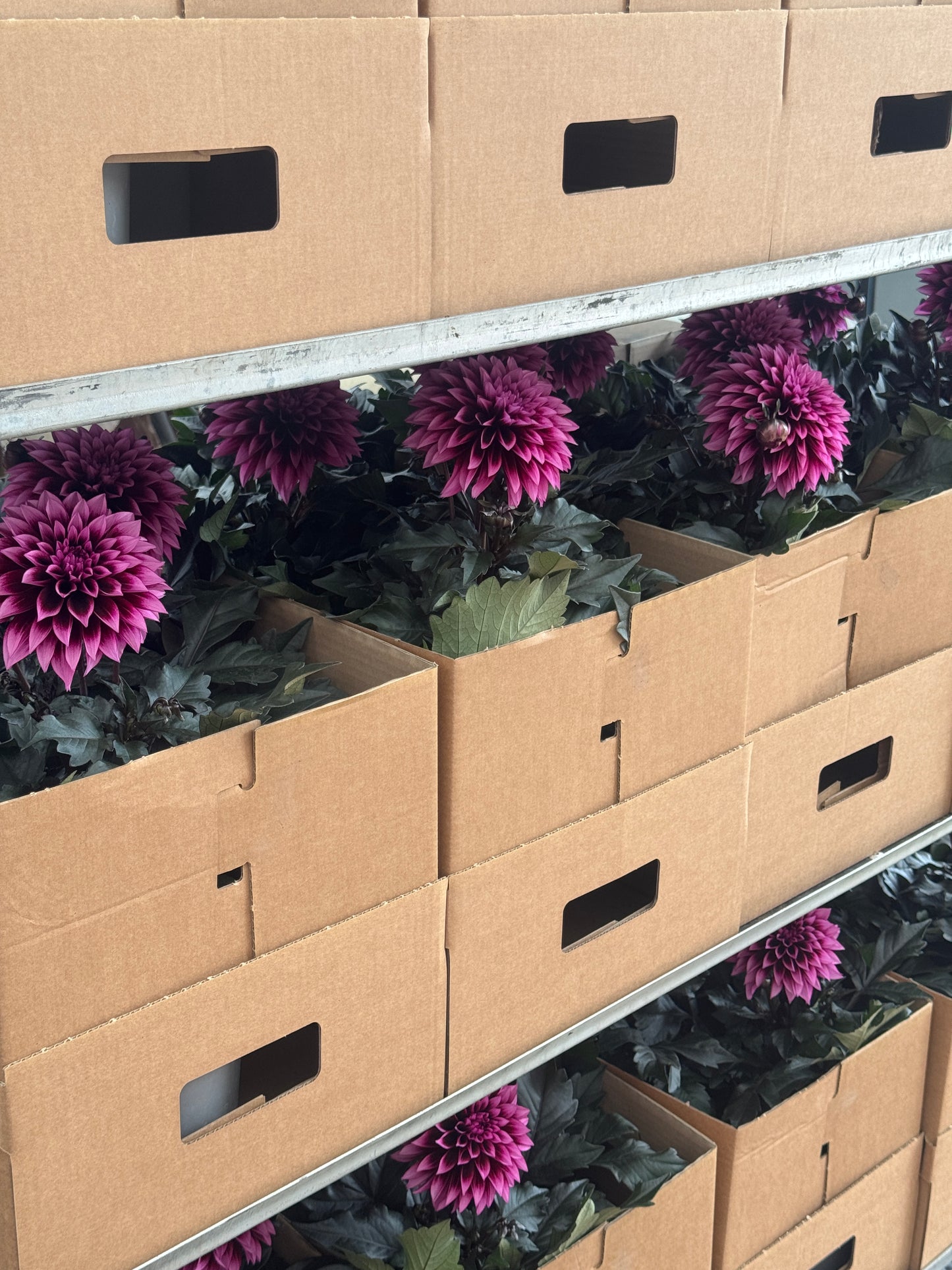 Dahlia Velvet Crush 18 cm