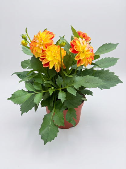 Dahlia Maxi 18 cm Mix