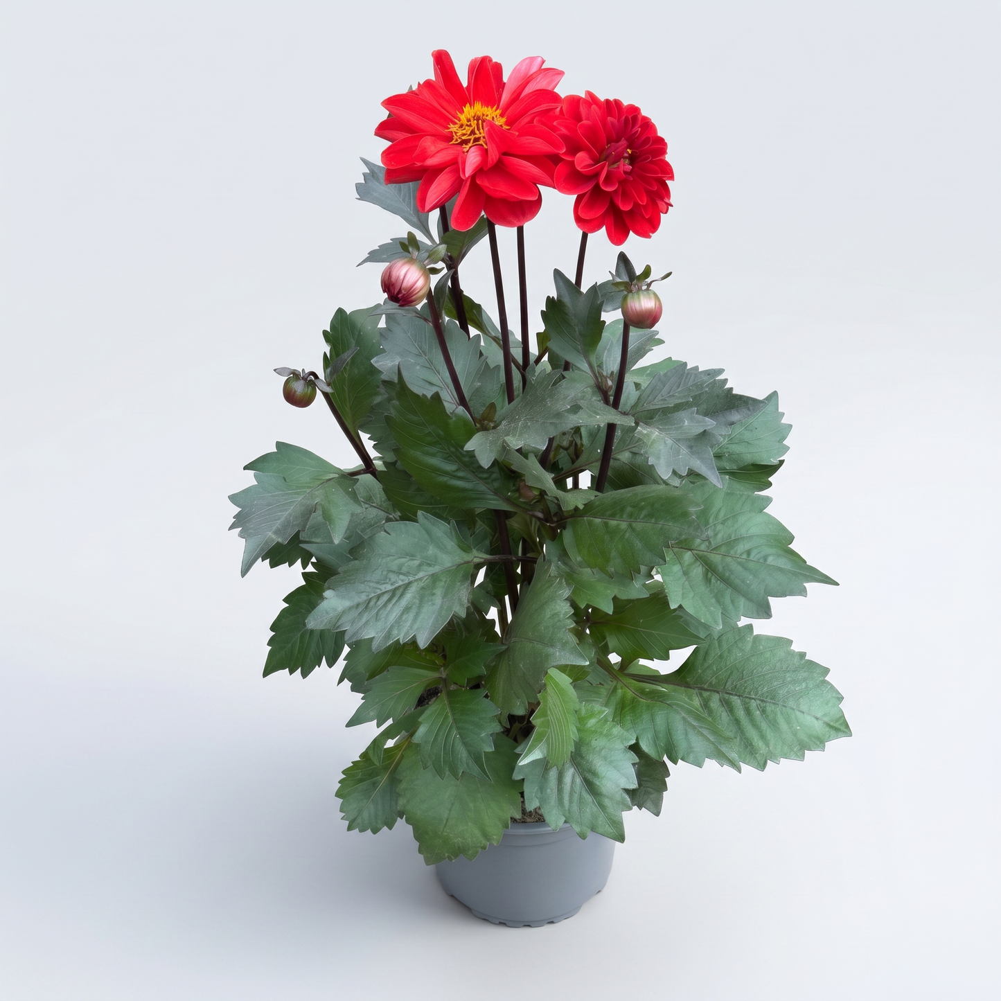 Dahlia Mörkbladiga Dreamy 15 cm Mix