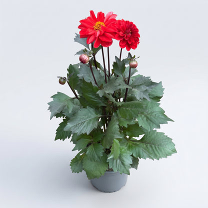 Dahlia Mörkbladiga Dreamy 15 cm Mix
