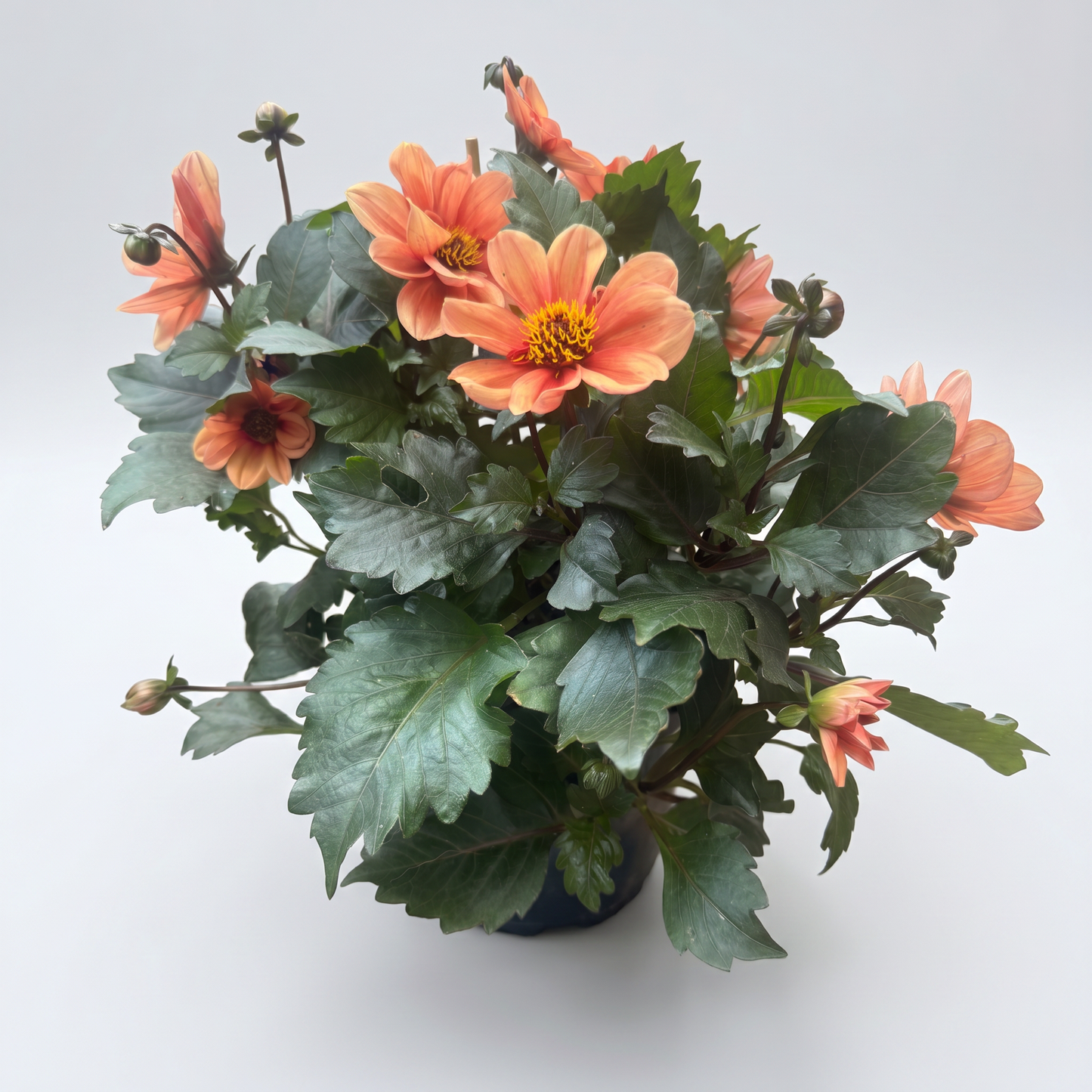 Dahlia Mörkbladiga Dreamy 15 cm Mix