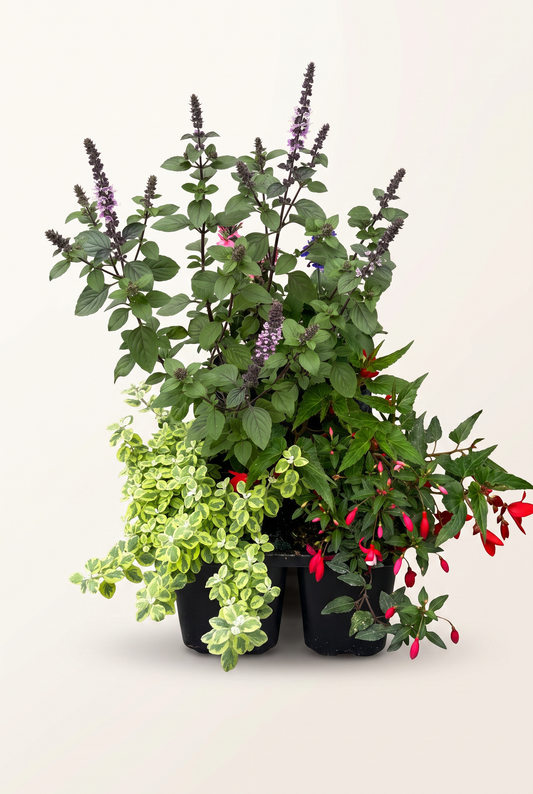 Sensommarmix, 12 cm, 6 plantor i brätte