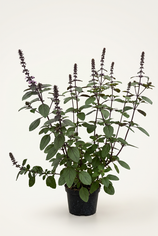 Prydnadsbasilika Ocimum Magic 12 cm Fjärils