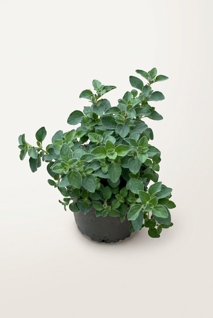 Kryddväxt Special Mix, 13 cm, 4 olika sorter per brätte