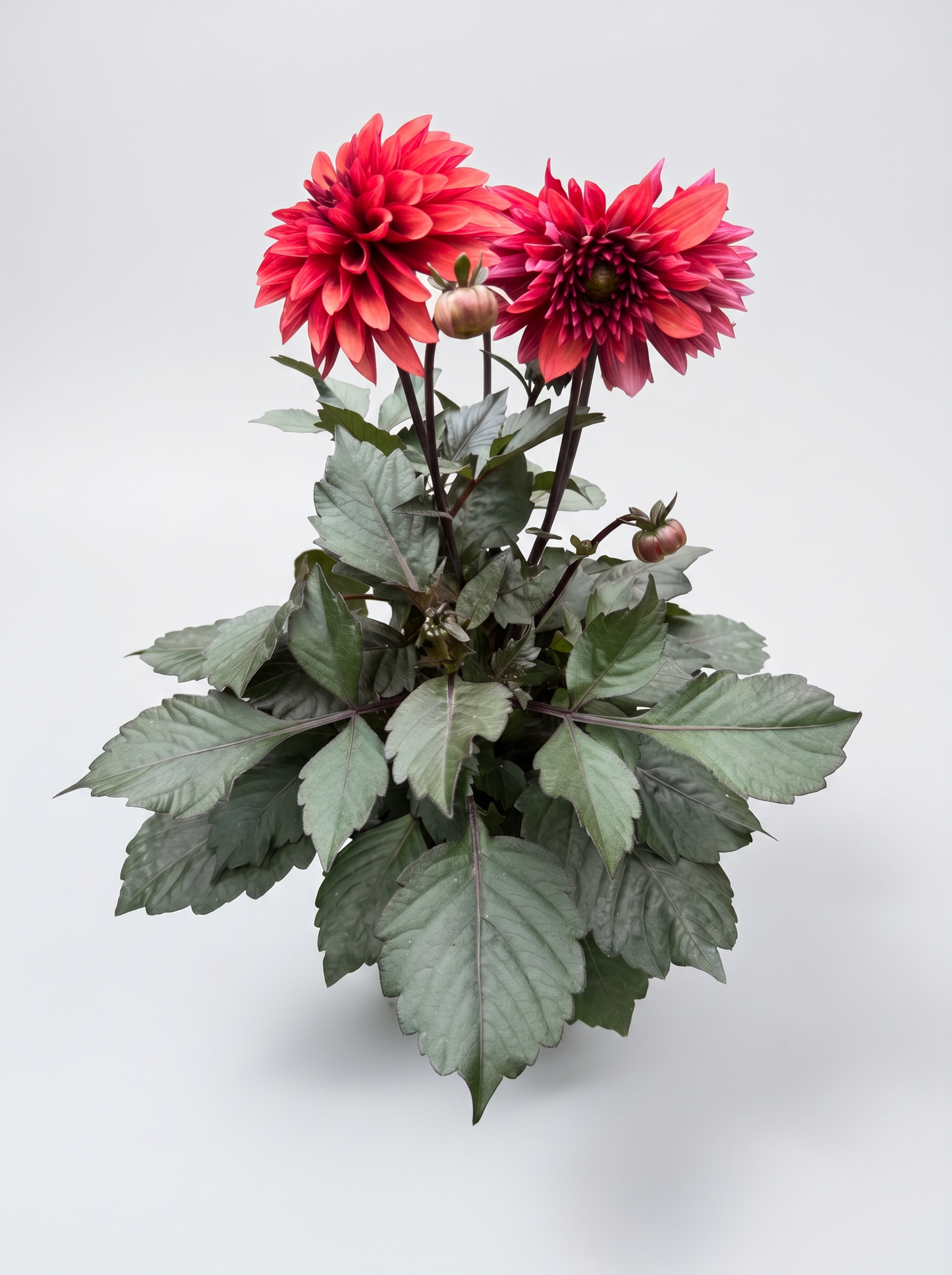 Årets Victoriadahlia 14 cm