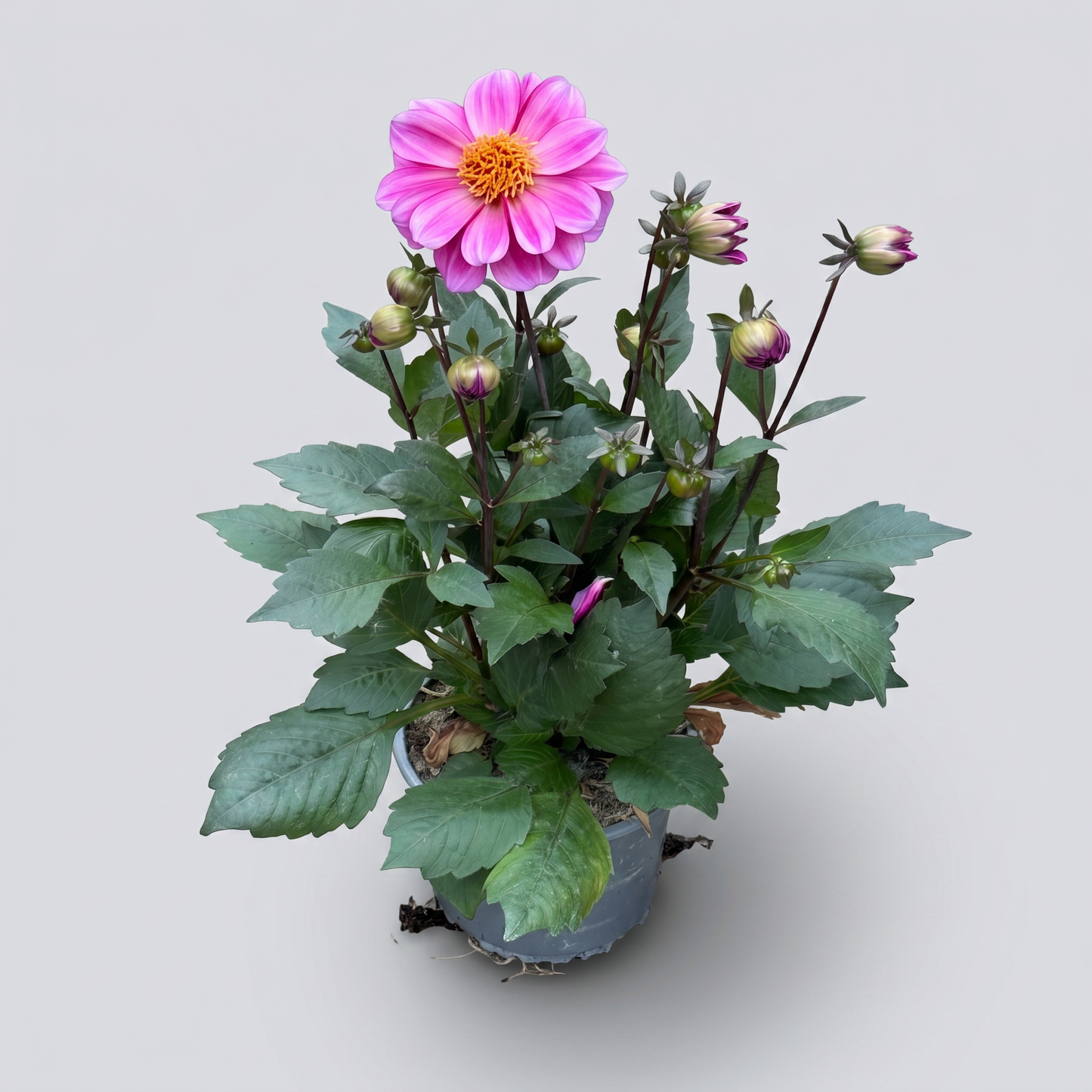 Dahlia Mörkbladiga Dreamy 15 cm Mix