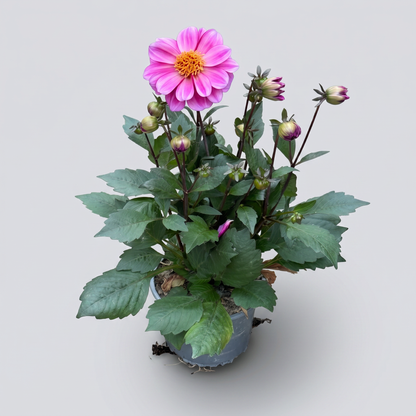 Dahlia Mörkbladiga Dreamy 15 cm Mix