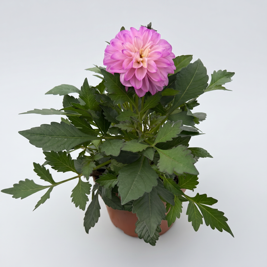 Dahlia Coffée Shop Lavendar Latte, 18 cm