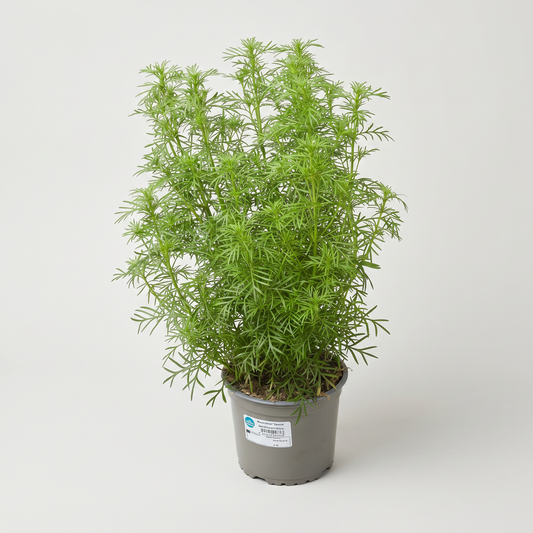 Lakritstagetes, 13 cm