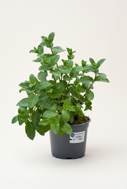 Kryddväxt Special Mix, 13 cm, 4 olika sorter per brätte