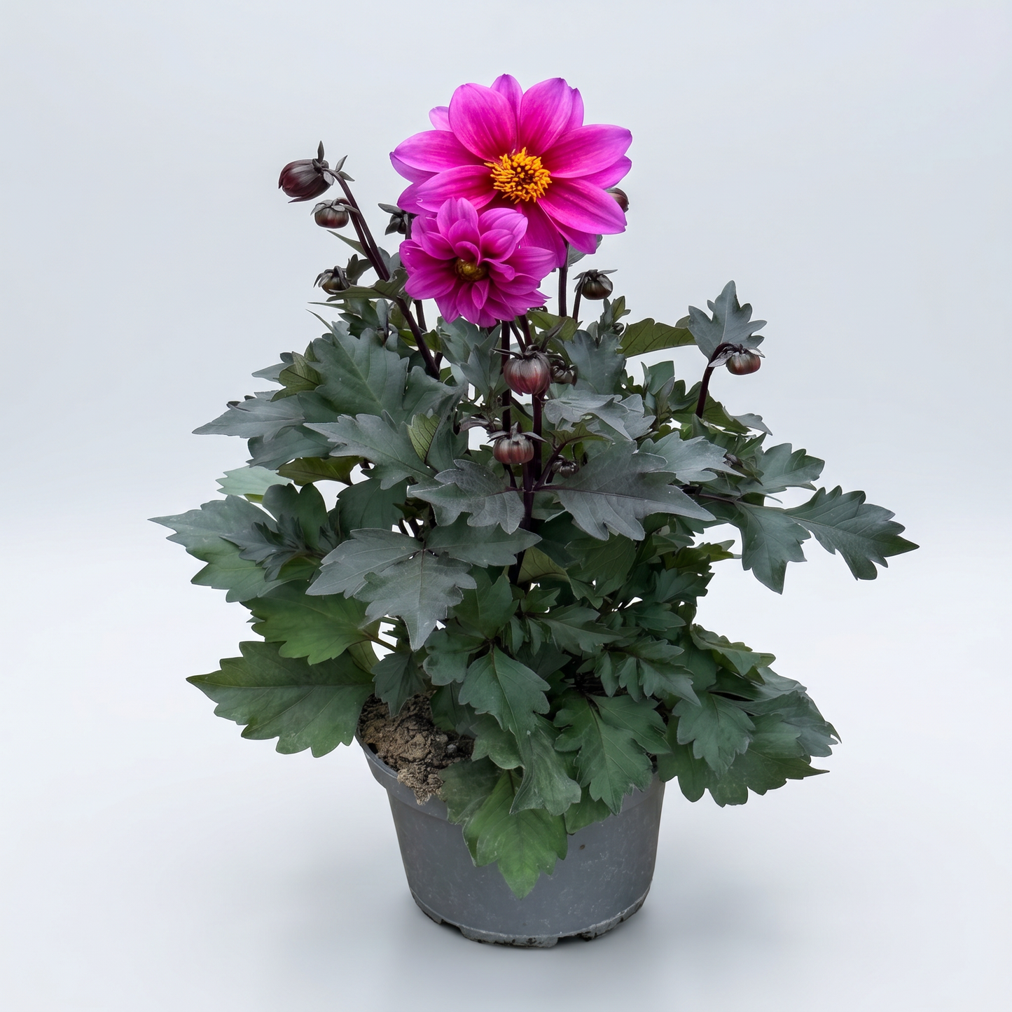 Dahlia Mörkbladiga Dreamy 15 cm Mix