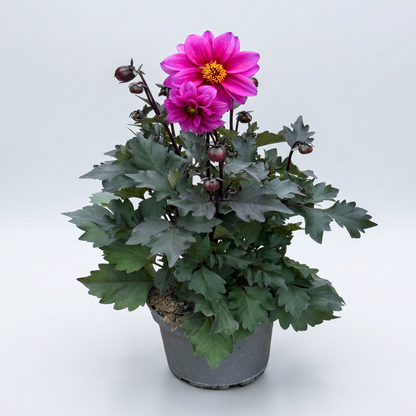 Dahlia Mörkbladiga Dreamy 15 cm Mix