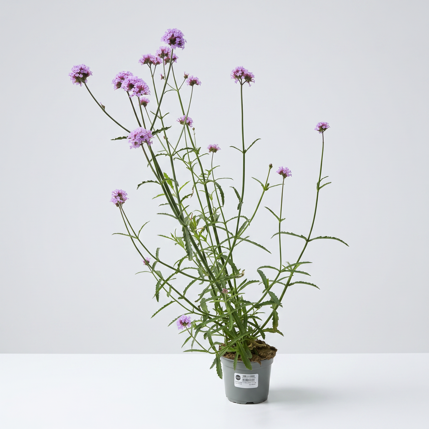 Verbena bonariensis - 12 cm