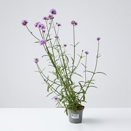 Verbena bonariensis - 12 cm
