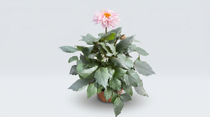 Dahlia Maxi 18/19 cm Mix