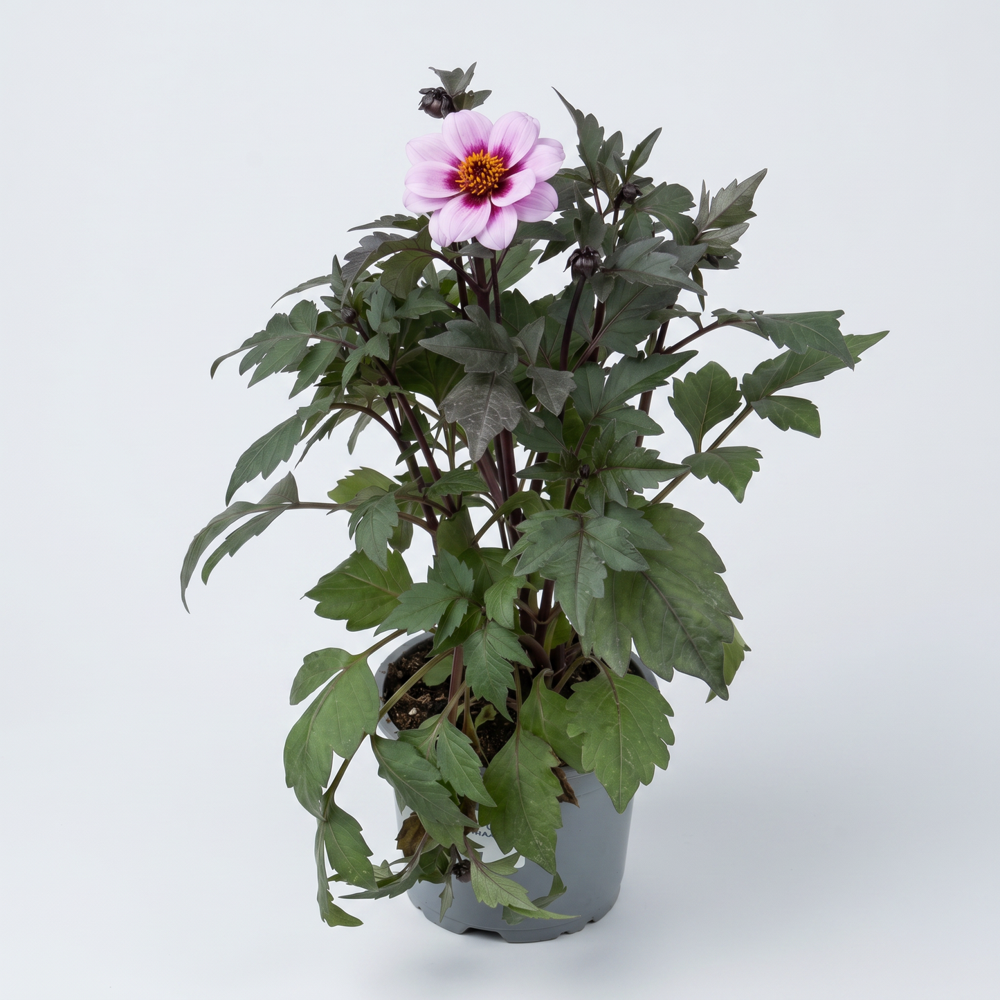 Dahlia Mörkbladiga Dreamy 15 cm Mix