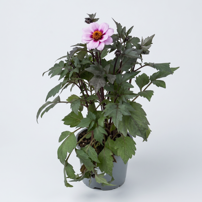 Dahlia Mörkbladiga Dreamy 15 cm Mix