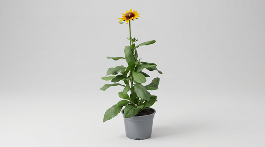 Rudbeckia mix 18 cm, 6 i brätte 24 på hylla