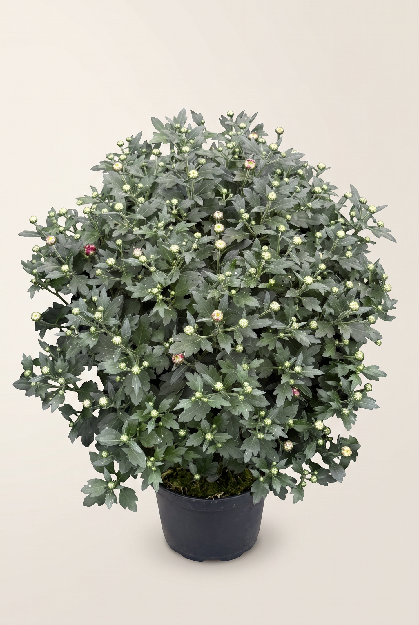 Bollkryss, 18 cm, löslavat 72 på vagn, olika färger
