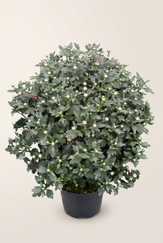 Bollkryss, 18 cm, löslavat 72 på vagn, olika färger