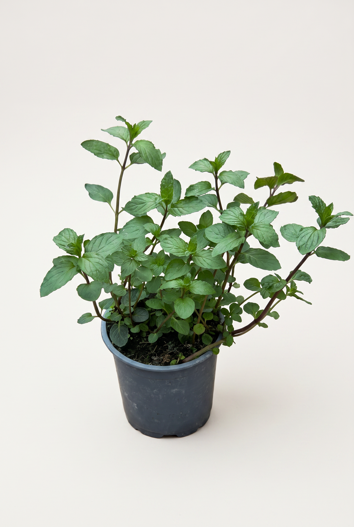 Kryddväxt Special Mix, 13 cm, 4 olika sorter per brätte
