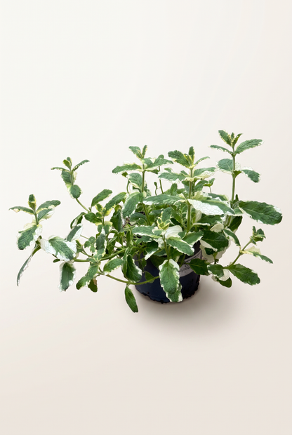 Kryddväxt Special Mix, 13 cm, 4 olika sorter per brätte