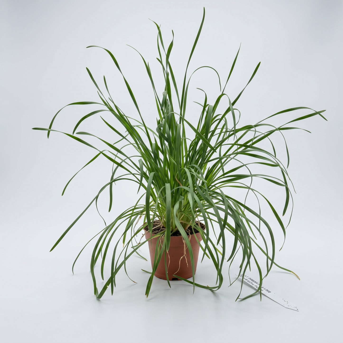 Kinesisk bredbladig gräslök, 13 cm
