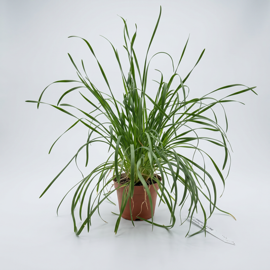 Kinesisk bredbladig gräslök, 13 cm