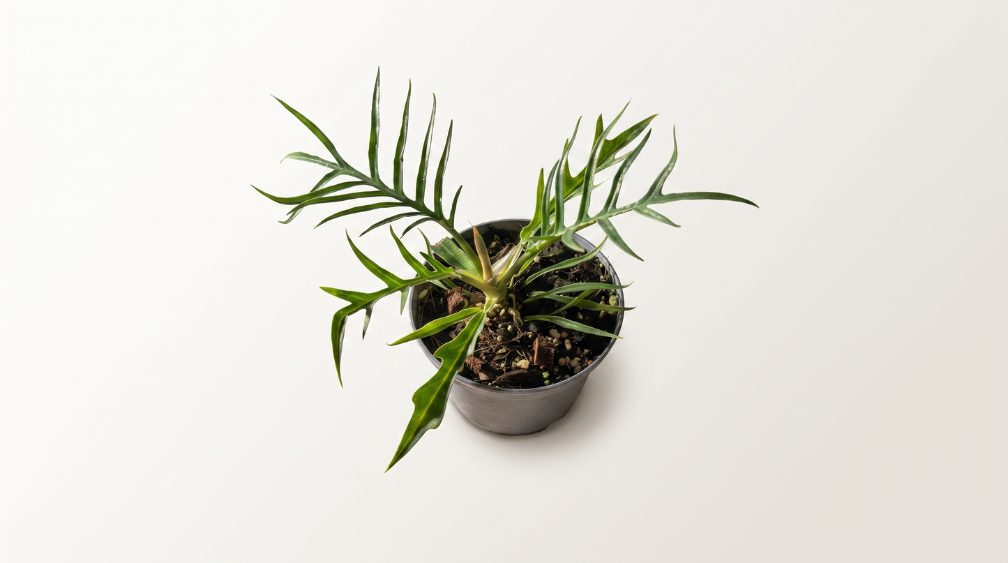 Philodendron tortum i 12 cm kruka
