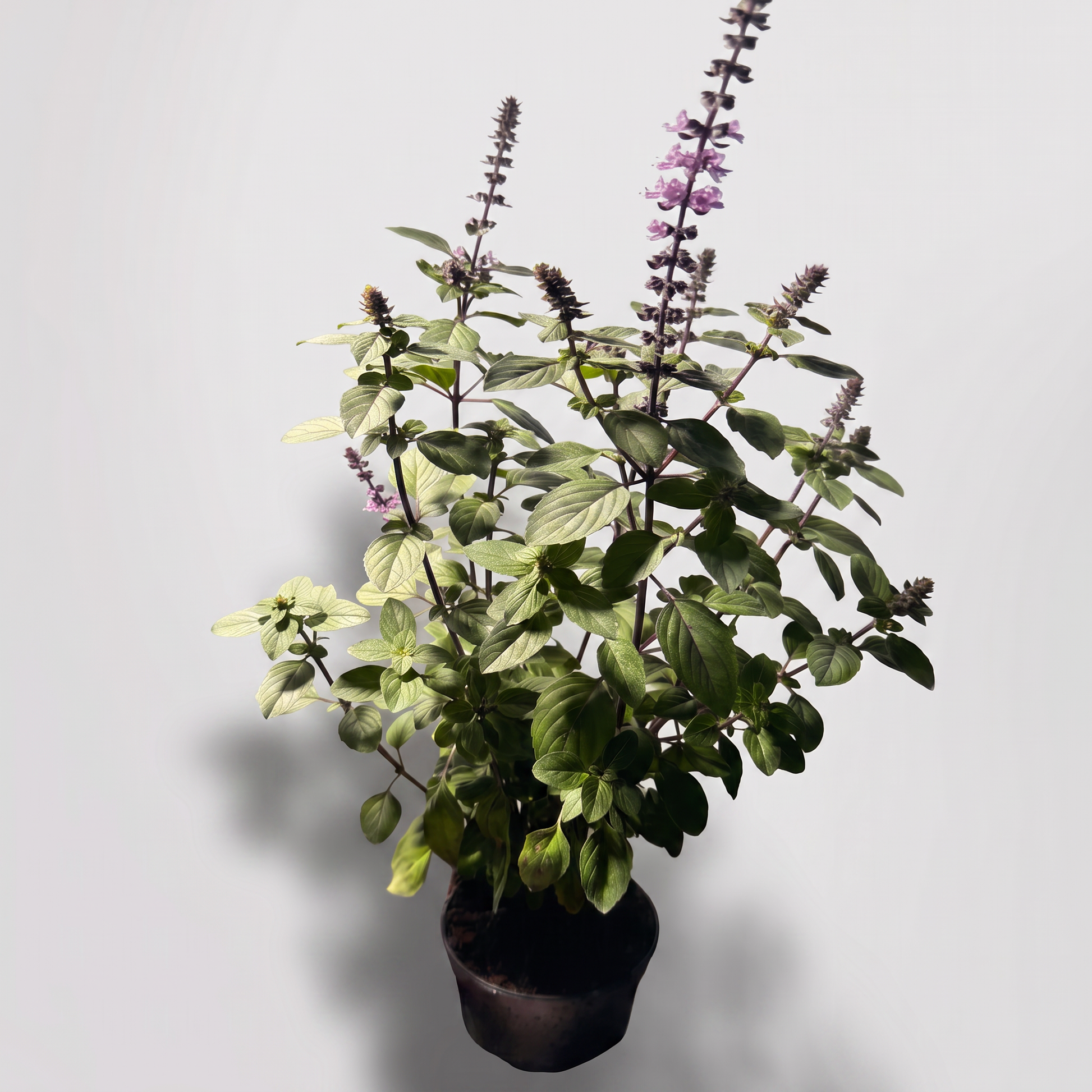 Prydnadsbasilika Ocimum Magic i 12 cm kruka — studiobild
