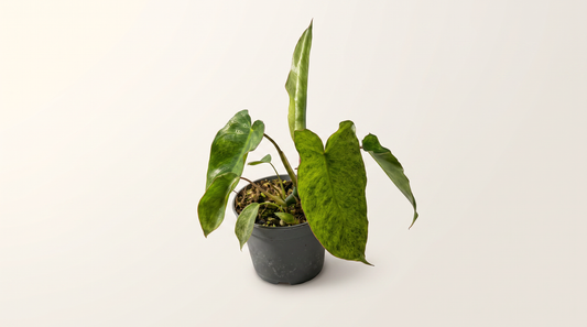 Philodendron Paraiso Verde i 12 cm kruka