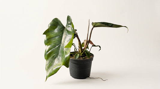 Philodendron mayoi i 12 cm kruka