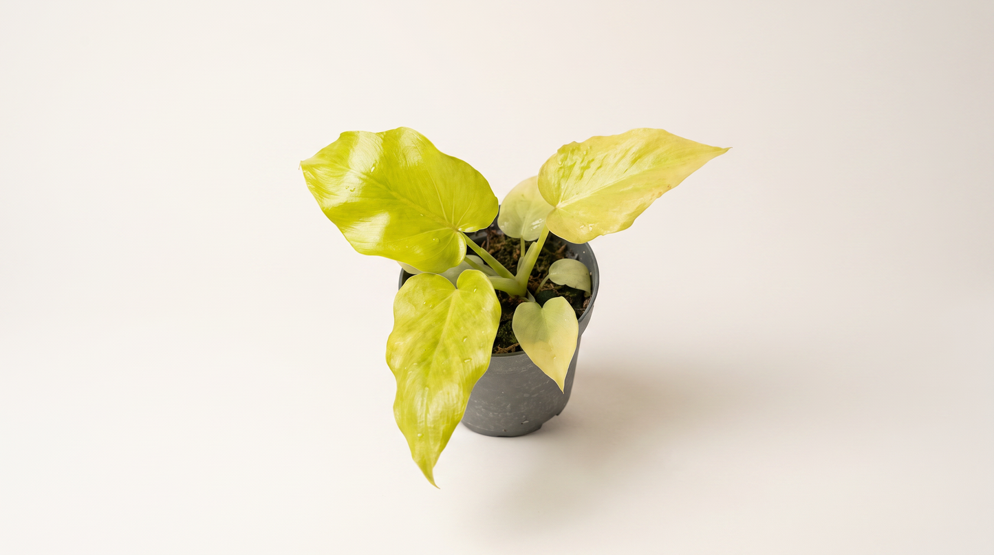 Philodendron warscewiczii Flavum i 12 cm kruka