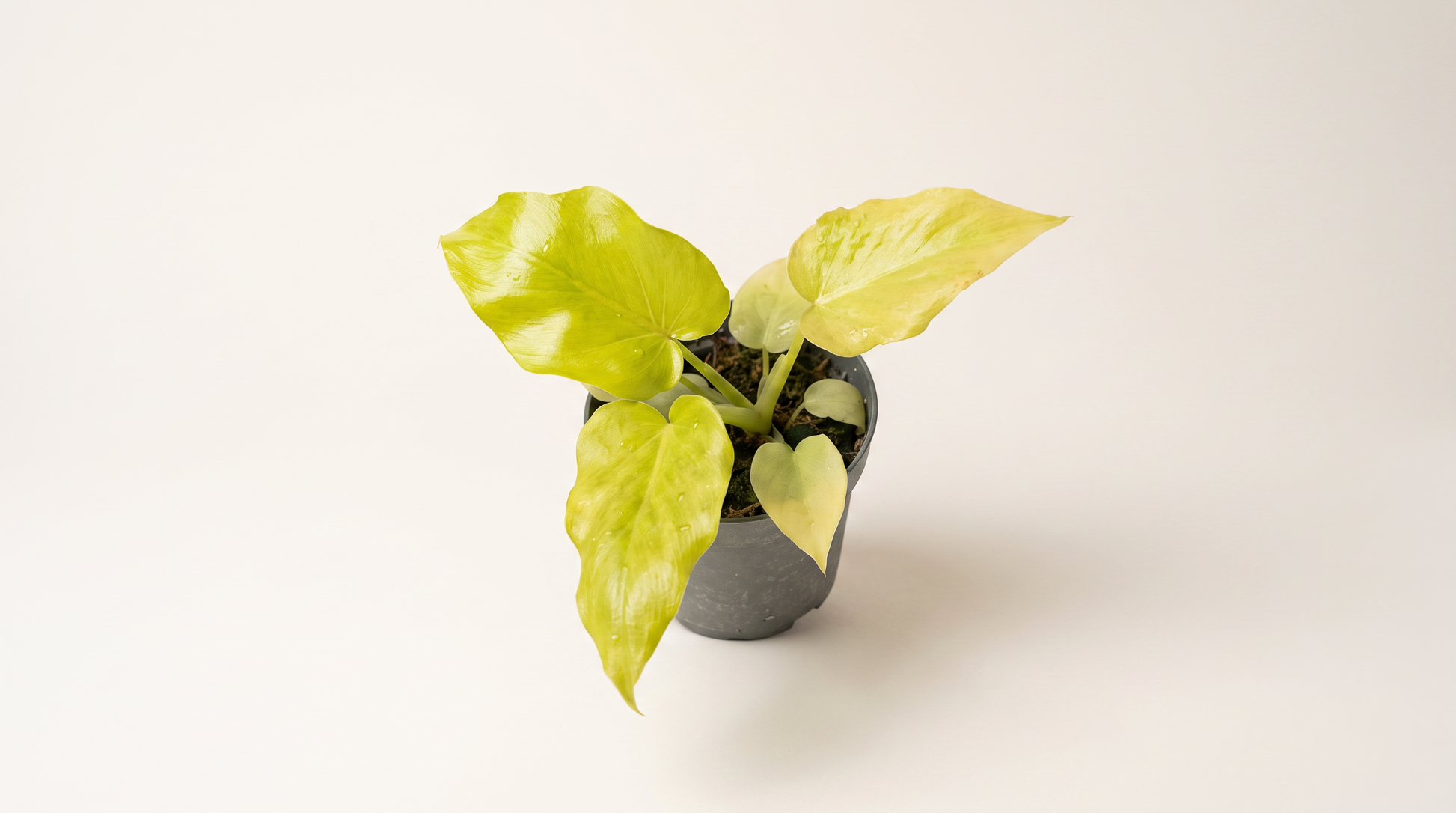 Philodendron warscewiczii Flavum i 12 cm kruka