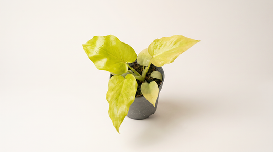 Philodendron warscewiczii Flavum i 12 cm kruka