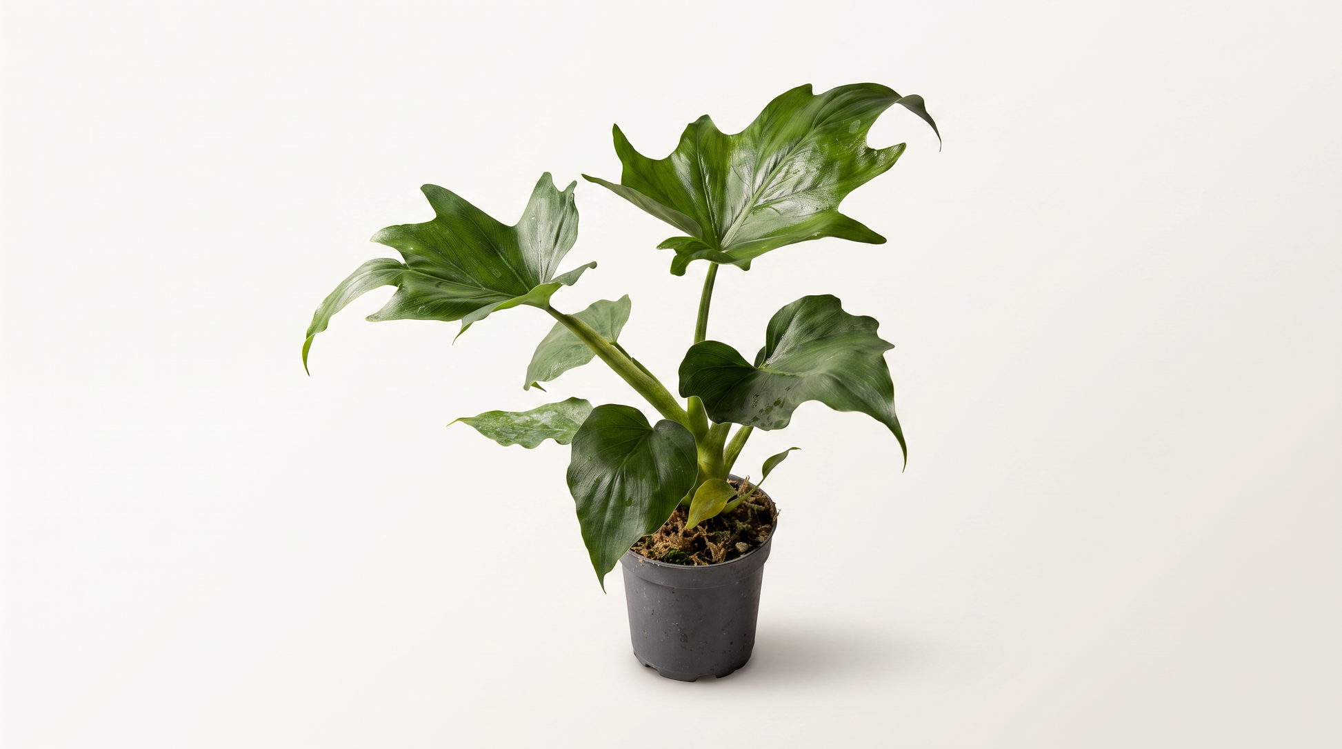 Philodendron warscewiczii i 12 cm kruka