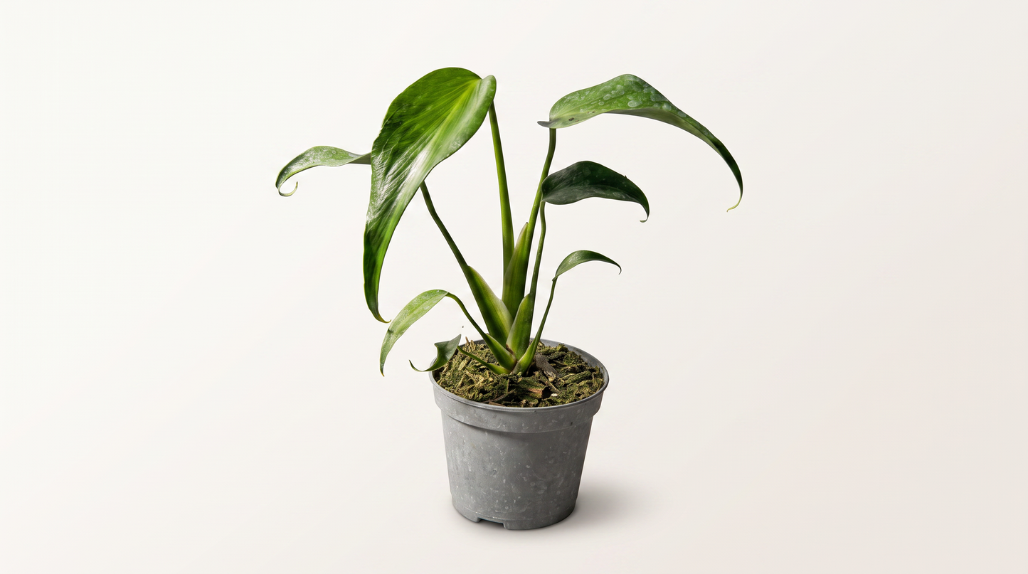 Monstera Burle Marx Flame i 12 cm kruka