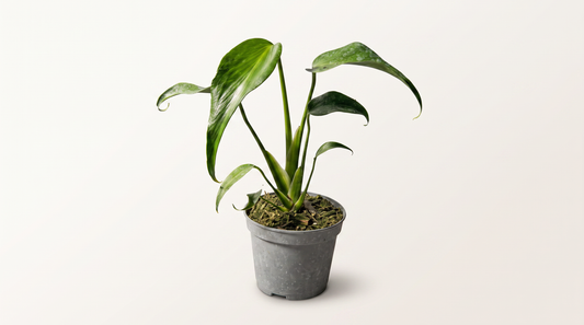 Monstera Burle Marx Flame i 12 cm kruka