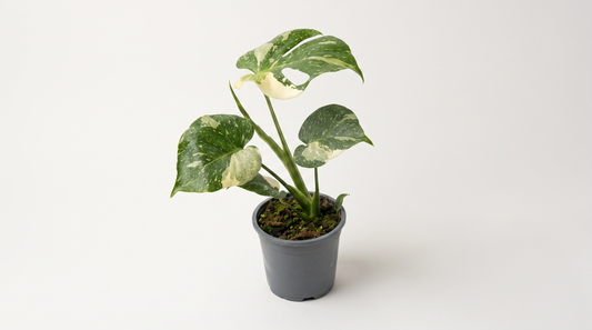 Monstera Thai Constellation i 14 cm kruka